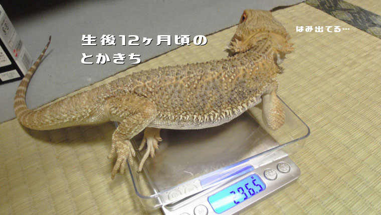 とかきち体重測定