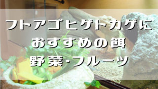 フトアゴおすすめ餌・野菜フルーツ