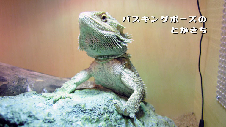 フトアゴのキングポーズ