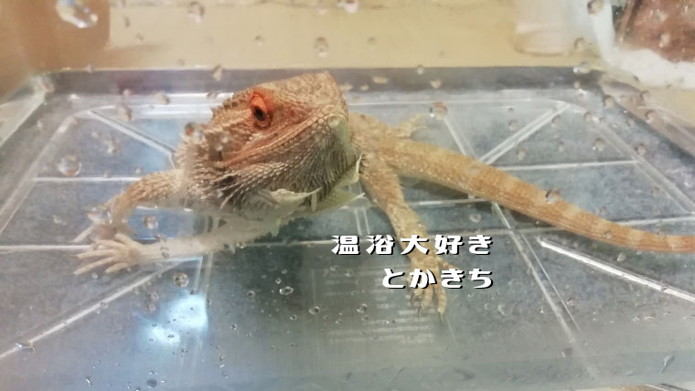 フトアゴヒゲトカゲの飼育方法入門 初心者に分かりやすく解説 フトアゴヒゲトカゲを飼おう