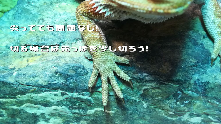 フトアゴの爪切り