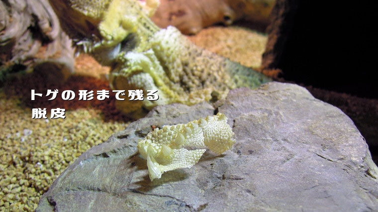 フトアゴの脱皮