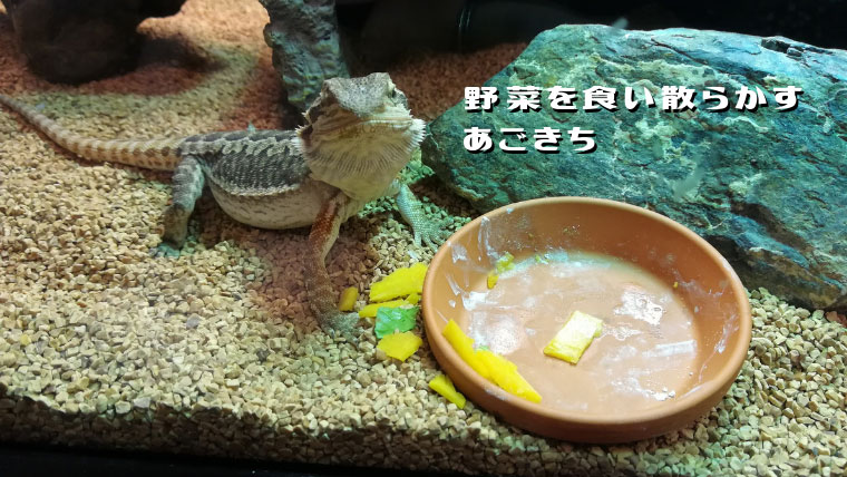 フトアゴの餌