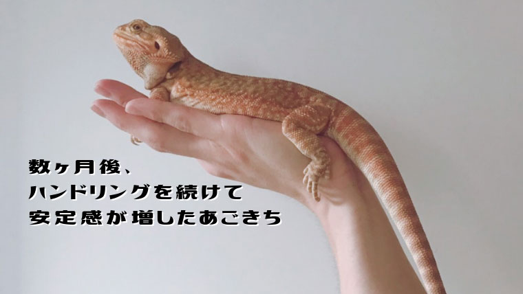 フトアゴはなつくの?ハンドリング2