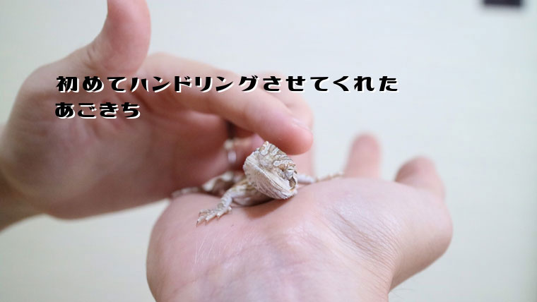 フトアゴはなつくの?ハンドリング