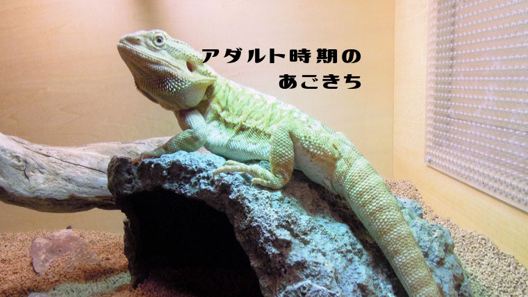 フトアゴアダルト時期の大きさ
