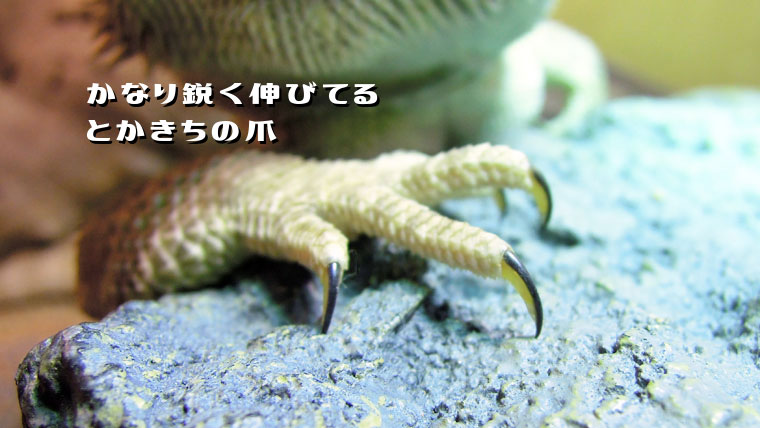 フトアゴヒゲトカゲの爪の切り方とかきちの爪
