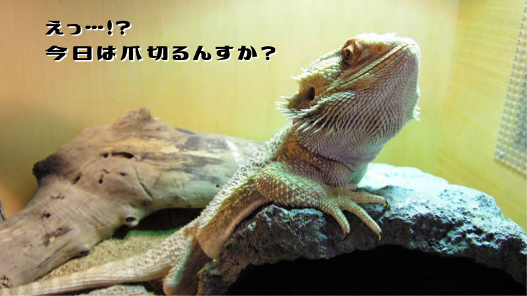 フトアゴヒゲトカゲの爪の切り方とかきち