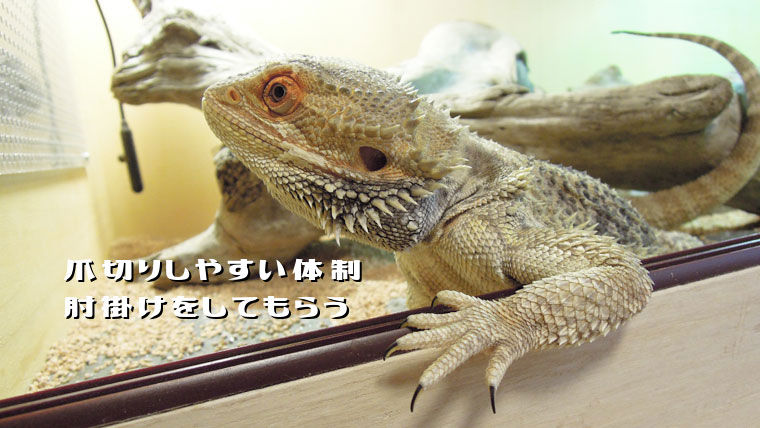 フトアゴヒゲトカゲの爪の切り方準備