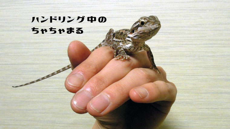 フトアゴヒゲトカゲをハンドリング