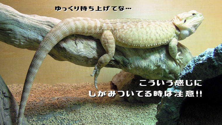 フトアゴヒゲトカゲ爪の切り方持ち上げる時注意