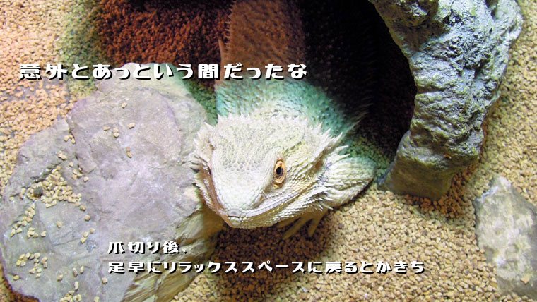 フトアゴヒゲトカゲ爪切り後