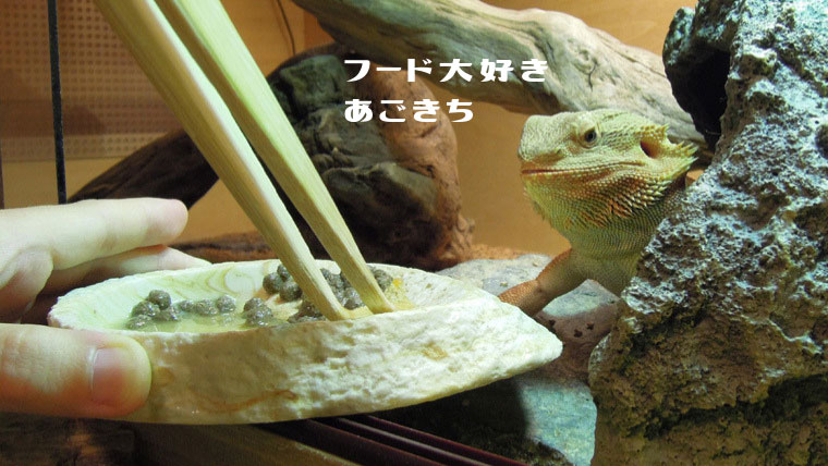 フトアゴフードを食べるフトアゴ