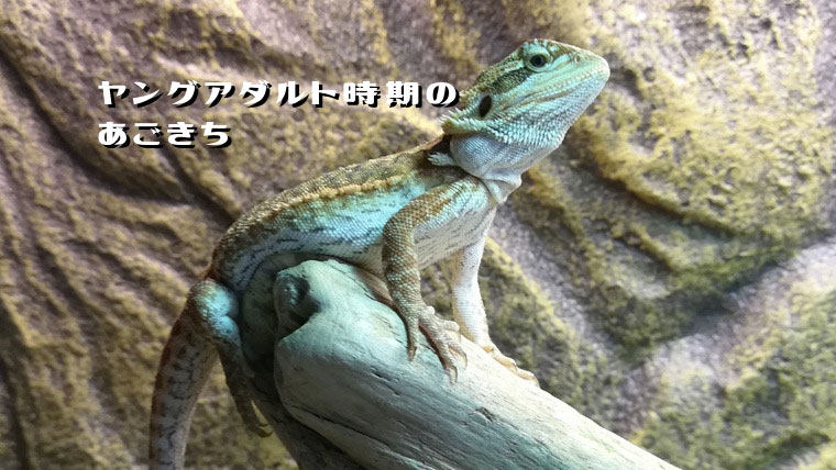フトアゴヤングアダルト時期の大きさ
