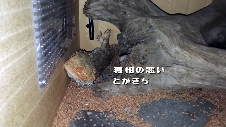フトアゴ寝相悪い