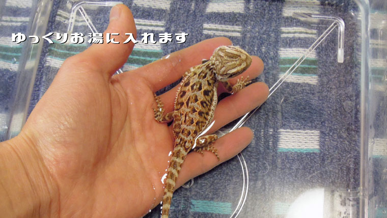 フトアゴ温浴