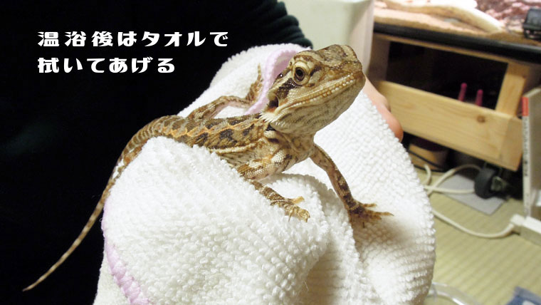 フトアゴ温浴3