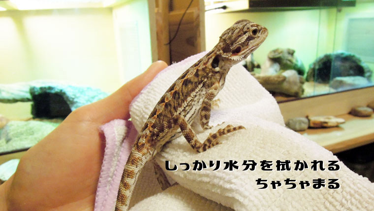 フトアゴ温浴4
