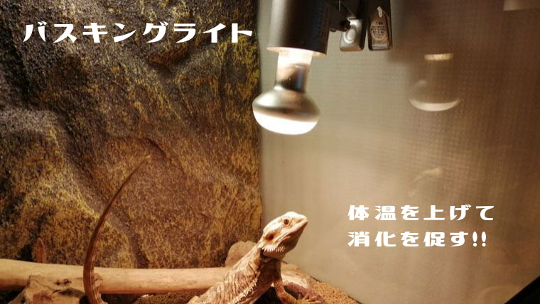フトアゴ飼育器具のバスキングライト