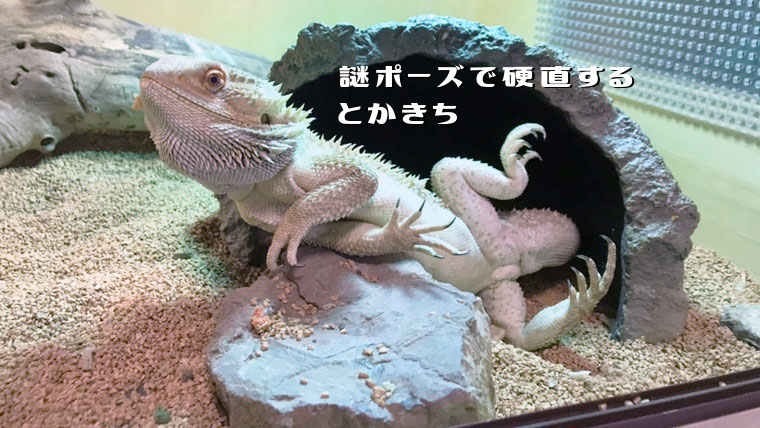 停止するフトアゴ