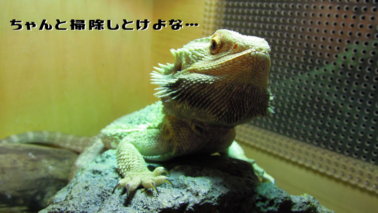 威嚇フトアゴとかきち