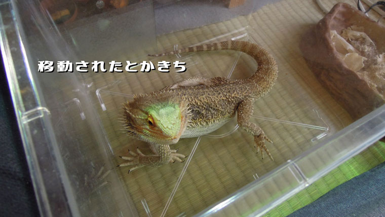 移動されたフトアゴとかきち