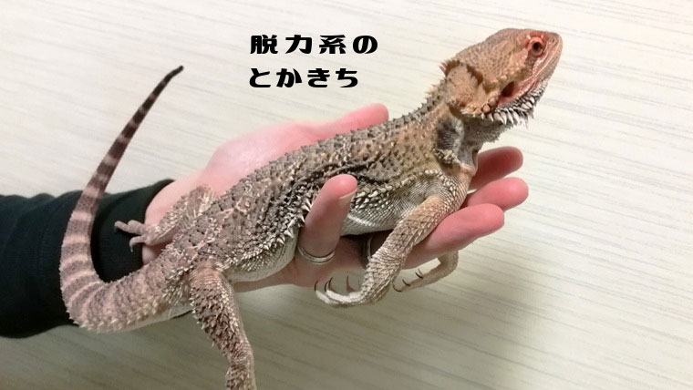 脱力系フトアゴのハンドリング