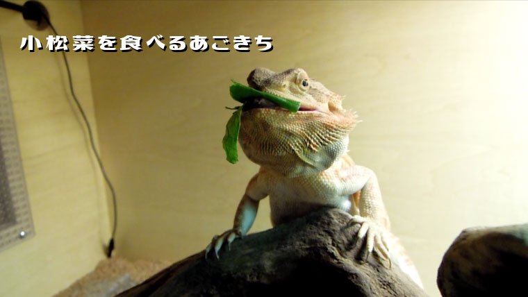 野菜を食べるあごきち