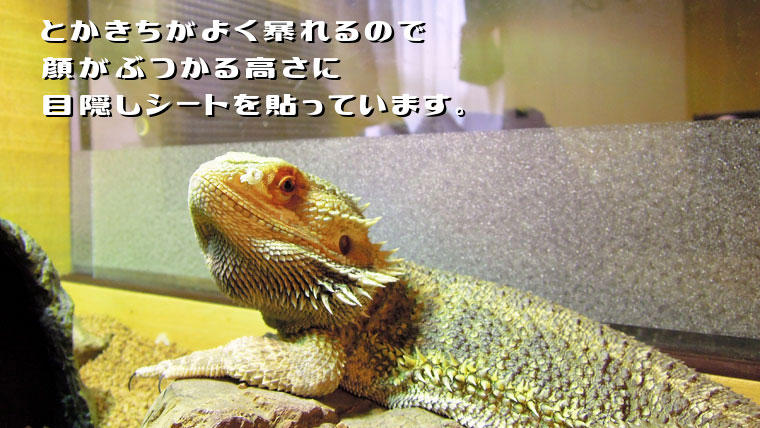 フトアゴヒゲトカゲの口吻潰れに気をつけよう!目隠しシート